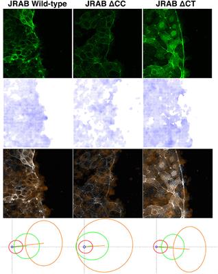 Dancing Styles of Collective Cell Migration: Image-Based Computational Analysis of JRAB/MICAL-L2